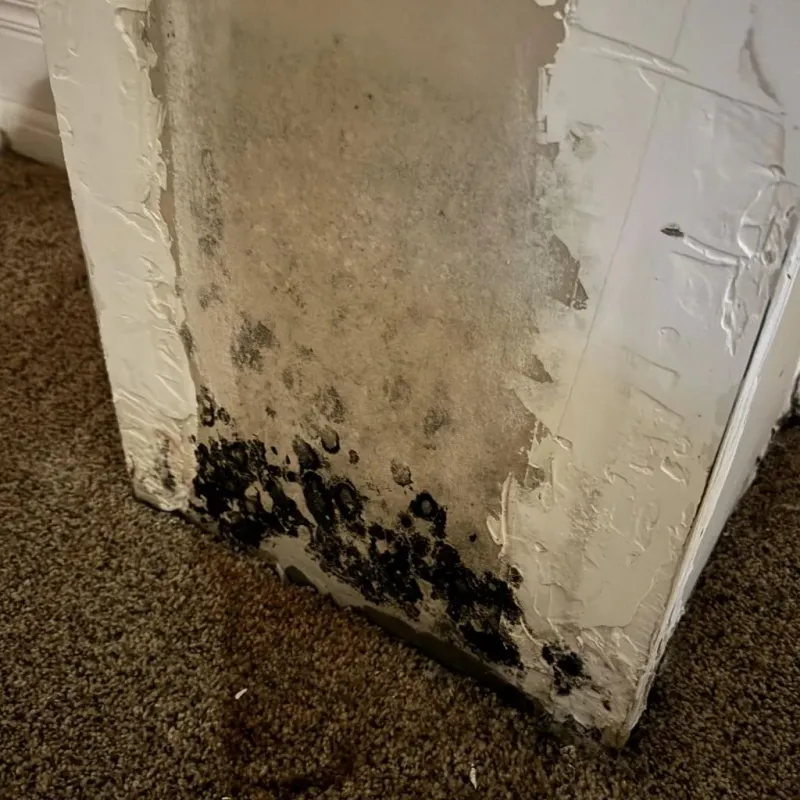 Professional Mold Removal in Falling Water, TN